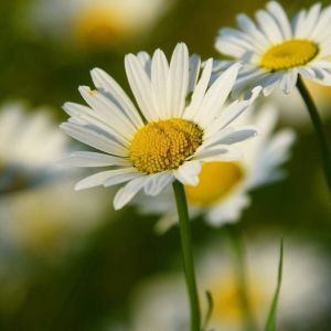 Marguerite d'été Alaska/Godet