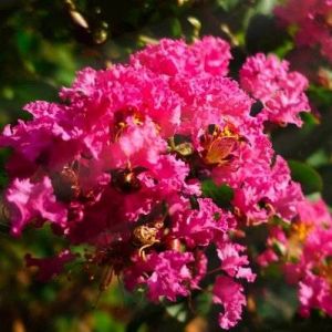 Lilas des Indes 'Petite Orchidée' (Lagerstroemia Indica) - Godet 9cm