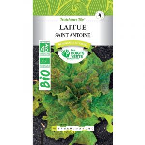 Les doigts verts Graines laitue Saint Antoine bio