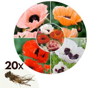 Coquelicot - Set de 20 - Papaver orientale - Rhizomes