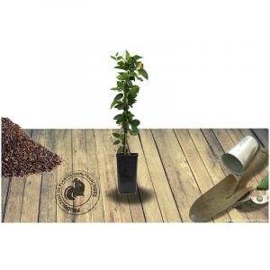Chèvrefeuille japonica Halliana/Pot de 1,5L - Tuteur bambou 30/60 cm
