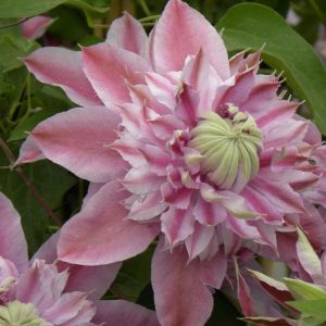 Plantes Avenue - Cl&eacute;matite Josephine 'Evijohill' - Pot de 3L - Echelle bambou 60