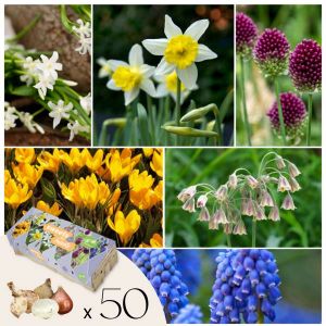 Bulbes à fleurs pour insectes - Mélange de 50 - Attire abeilles & papillons