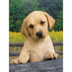 Clementoni Puzzle Chiot Labrador beige 1000 pièces