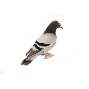 Anima Peluche Pigeon Voyageur 20 cm