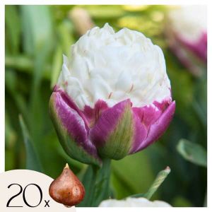 Tulipe - Set de 20 - Tulipa 'Ice Cream' - Bulbes à fleurs - Violet