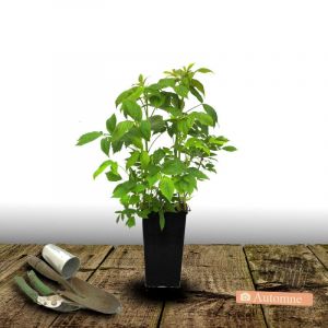 Framboisier Autumn Bliss/Pot de 3L - 30/60 cm