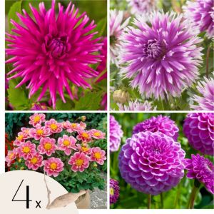Dahlias - Set de 4 - Dahlia 'Purple Love' - Bulbes &agrave; fleurs - Violet