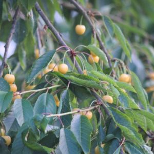 Plantes Avenue - Cerisier Starkgold - Pot de 10L - Gobelet 2 ans - 120/150 cm