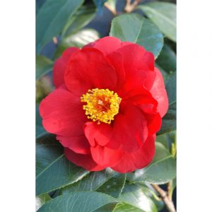 Cam&eacute;lia 'adolphe audusson' taille du po