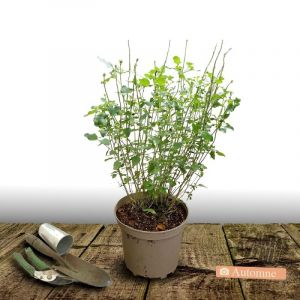 Sauge de Graham grahamii/Pot de 4L - 20/40 cm