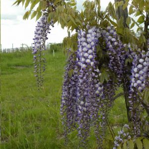 Wisteria formosa C3L