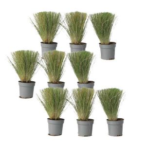 Herbe aux plumes - Set de 18 - Stipa tenuifolia 'Pony Tails' - H20-30cm - ¿9cm