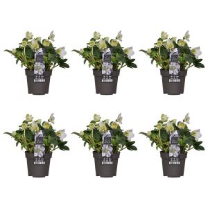 6x Helleborus 'Christmas Carol' - Floraison d'hiver - Facile d'entretien - ⌀12 cm - ↕20 cm