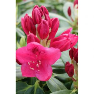 Rhododendron 'nova zembla' taille du pot