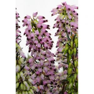 Bruy&egrave;re d'hiver 'spring surprise' taill