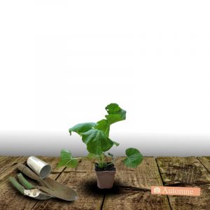 Rose trémière Nigra/Godet