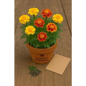 50 graines à semer - Le Grenier d' Abondance - OEILLET D' Inde Bonita - Tagetes Patula Bonita