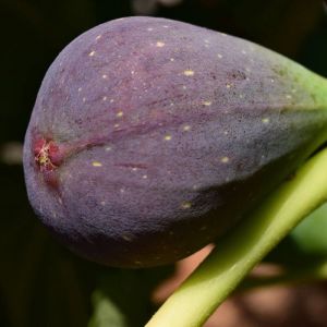 Figuier Osborn Prolific/Pot de 7,5L - 60/80 cm