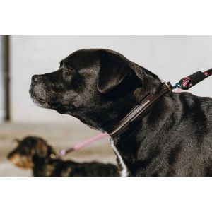 Collier et laisse pour chien Equithème Max