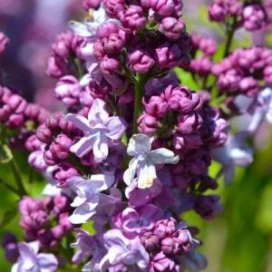 Lilas Commun 'Katherine Havemeyer' (Syringa Vulgaris) - Godet - Taille 13/25cm