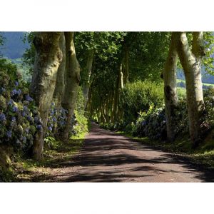 Image de AG Forest alley, photo murale, 360x254 cm, 4 parts