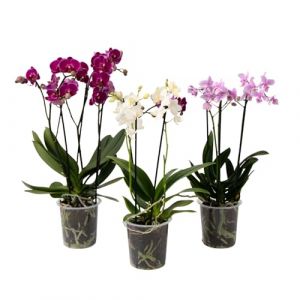Orchidée Phalaenopsis - x3 - Phalaenopsis Multiflora - Hauteur 35-45cm - ¿12cm