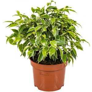 Figue pleureuse - Ficus Benjamina 'Kinky' chaque - Plante d'intérieur en pot de pépinière ⌀12 cm - ↕30 cm