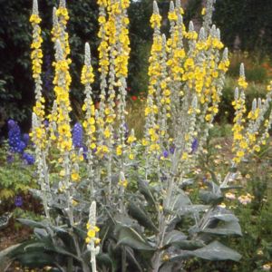 Mol&egrave;ne bombyciferum/Godet