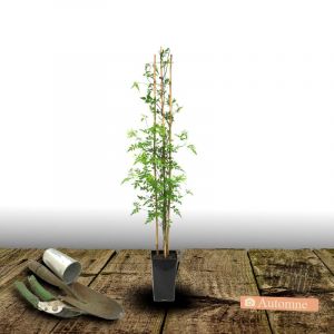 Jasmin Starry Summer Scent 'Ganmin 1701'/Pot de 3L - Echelle bambou 60/120 cm