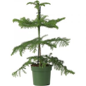Araucaria Heterophylla - Pin de Norfolk - Pot 14cm - Hauteur 45-55cm
