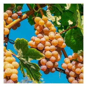 Vigne fraise Noah/Pot de 1,5L - 20/50 cm