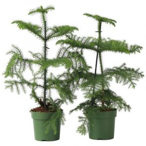 Araucaria Heterophylla - x2 - Pin de Norfolk - Pot 14cm - Hauteur 45-55cm