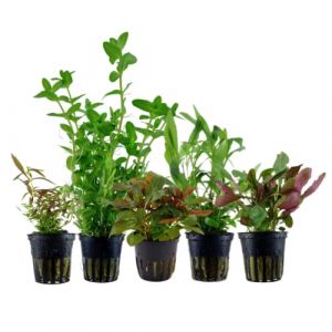 AquaOne Bacopa Hygrophila Ludwigia Limnophila Lobelia Lot de 5 plantes d'aquarium pour débutants