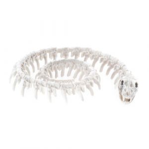 Ruedelafete Squelette de Serpent Ø 20cm