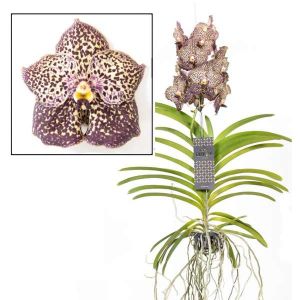 Orchidée - Vanda 'Ocelot Mocha' - Hauteur 55-65cm