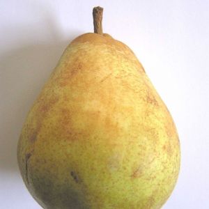 Poirier Doyenne du Comice/Pot de 15L