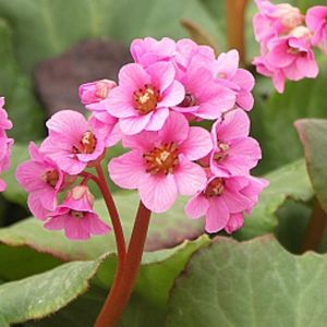 Arborix - 6 x Bergenia 'Morgenr&ouml;te - godet 9cm x 9cm