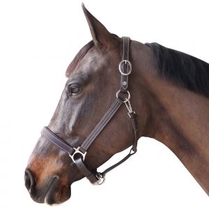 Licol pour cheval cuir doublé Canter