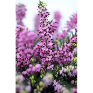 Bruy&egrave;re d'hiver 'kramer's rote' taille