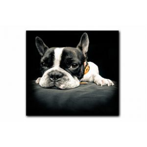 Declikdeco : Tableau Animaux Chien Bulldog Relax 50X50 cm PRUNE