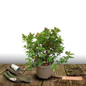 Escallonia macrantha Rubra/Pot de 4L - 40/60 cm