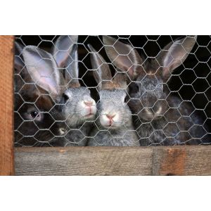 40 M Grillage À Maille Hexagonale, Grillage De Poulailler, Grillage Pour Enclos À Lapins 50 Cm