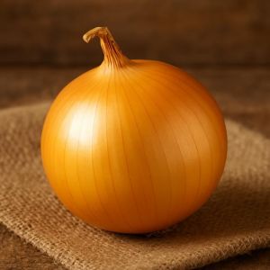 150 graines à semer - Le Grenier dAbondance - OIGNON Jaune Jours Longs Espagnol Rocodoro - Allium cepa