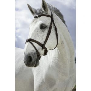 Bridons équitation combinée Norton Pro
