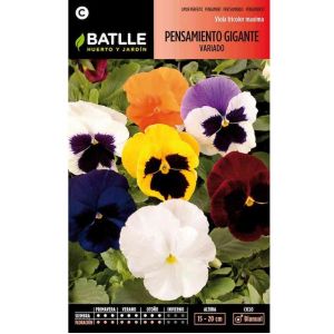 Batlle Graines De Pensée Géante Variée
