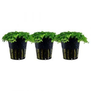 AquaOne Plantes d'aquarium - Pack de 3 plantes No.048B