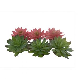 Accessoire de terrarium echeveria Terra Della