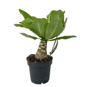 Plant In Box - Brighamia Insignis