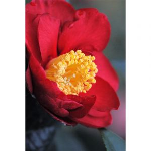 Cam&eacute;lia 'san dimas' taille du pot - en